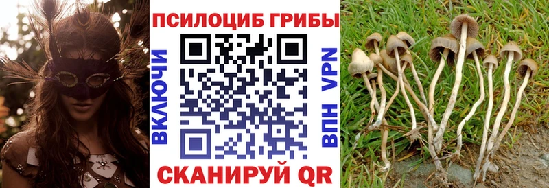 Купить  Пучеж  Псилоцибиновые грибы MAGIC MUSHROOMS 